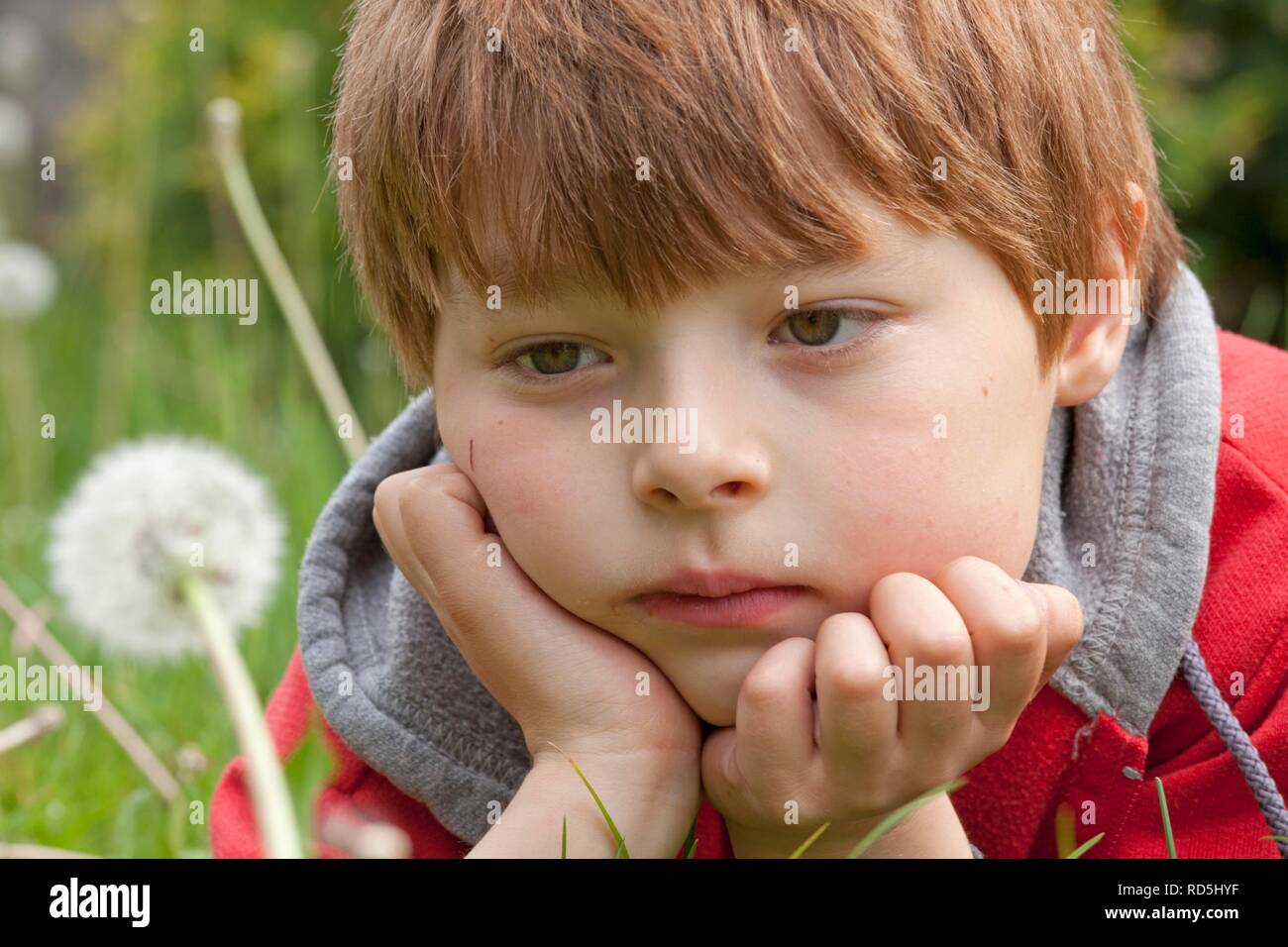 Little boy looking at a blowball Stock Photo