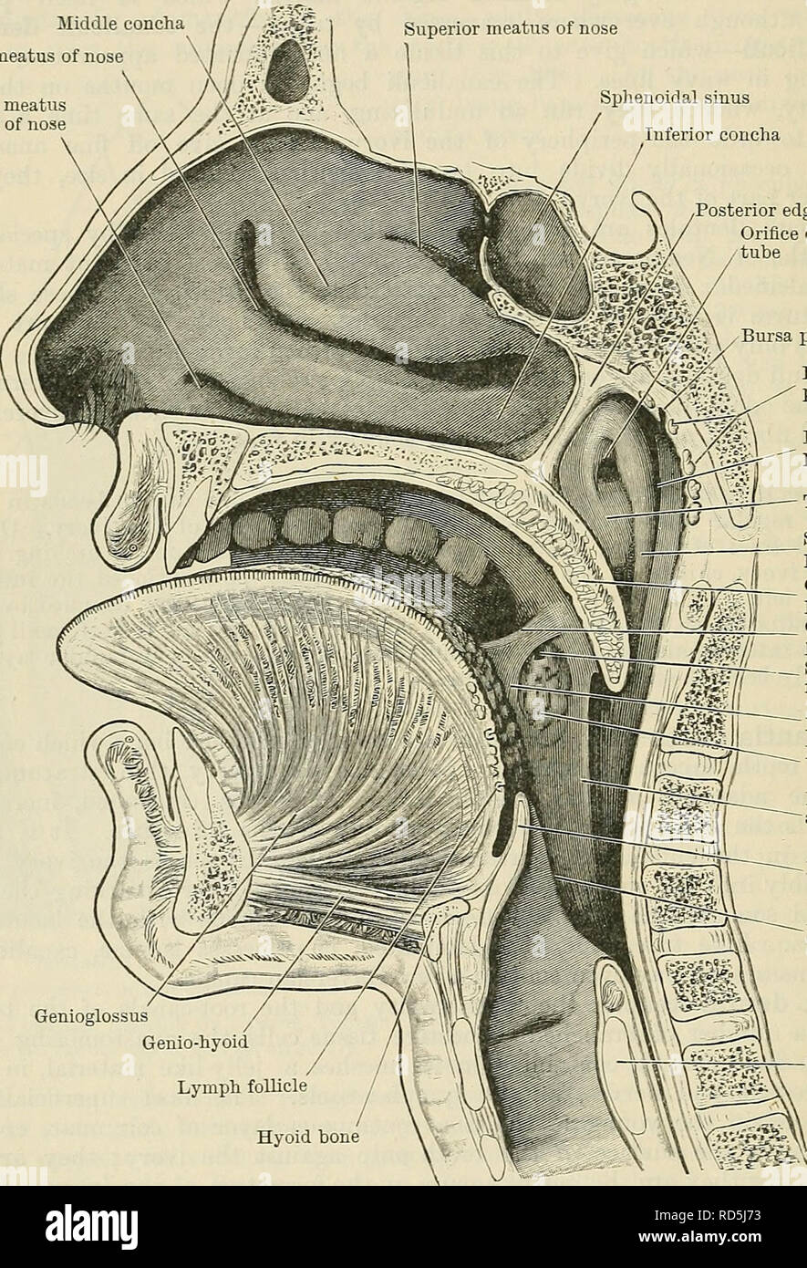 superior meatus