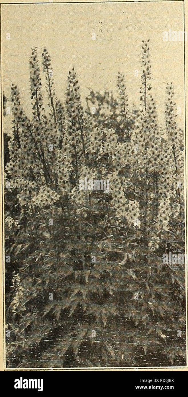 . Currie's farm and garden annual : spring 1926. Flowers Seeds Catalogs; Bulbs (Plants) Seeds Catalogs; Vegetables Seeds Catalogs; Nurseries (Horticulture) Catalogs; Plants, Ornamental Catalogs; Gardening Equipment and supplies Catalogs. Pkt. Polyphyllus Albus — The white counterpart of the preceding 10 Pumila Mag-niflea—-The finest of all dwarfs, very dark blue, % foot 10 Speciosa White Gem—^A new pure white variety, fine for bedding. % foot 10 LOBELIA TENUIOR — Large flowered, dark blue. A charming sort for vases and pots; very free flow- ering; height 1 foot 10 TRAILING LOBELIA. Gracilis—Li Stock Photo