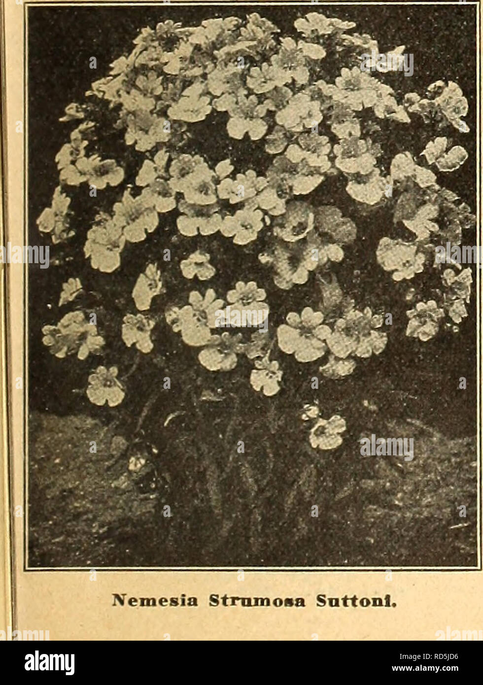 Page 2 Annual Nemesia High Resolution Stock Photography And Images Alamy