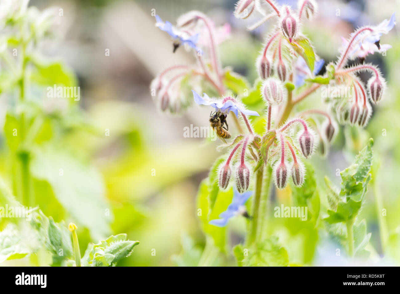Bee on a flower of borago officinalis, also  a starflower, is an annual herb in the flowering plant family Boraginaceae Stock Photo