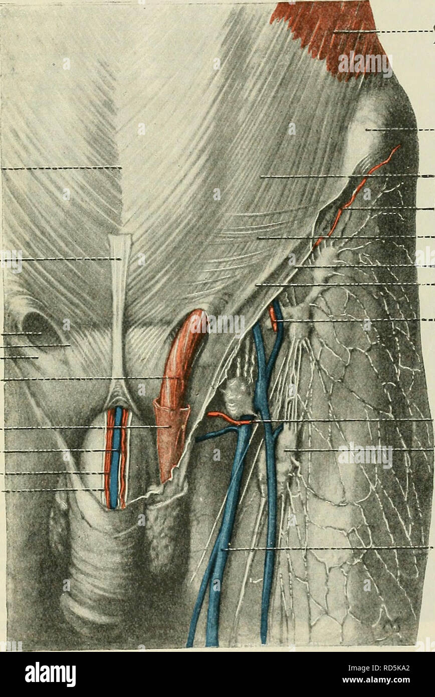 Cunningham's Text-book of anatomy. Anatomy. FASCLE AND MUSCLES OF ABDOMINAL  WALL. 475 Fascia Transversalis.âThe fascial lining of the abdominal cavity (fascia  transversalis) consists of a continuous layer of membrane which receives