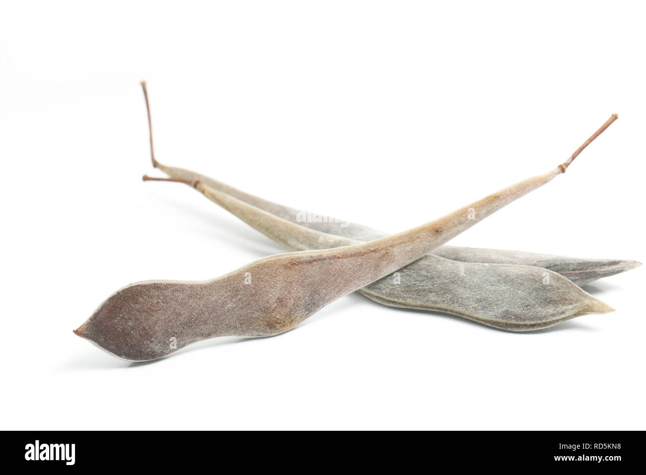 Dry wisteria pods containing the seeds taken from a wisteria plant in north west England UK GB. Photographed on a white background Stock Photo