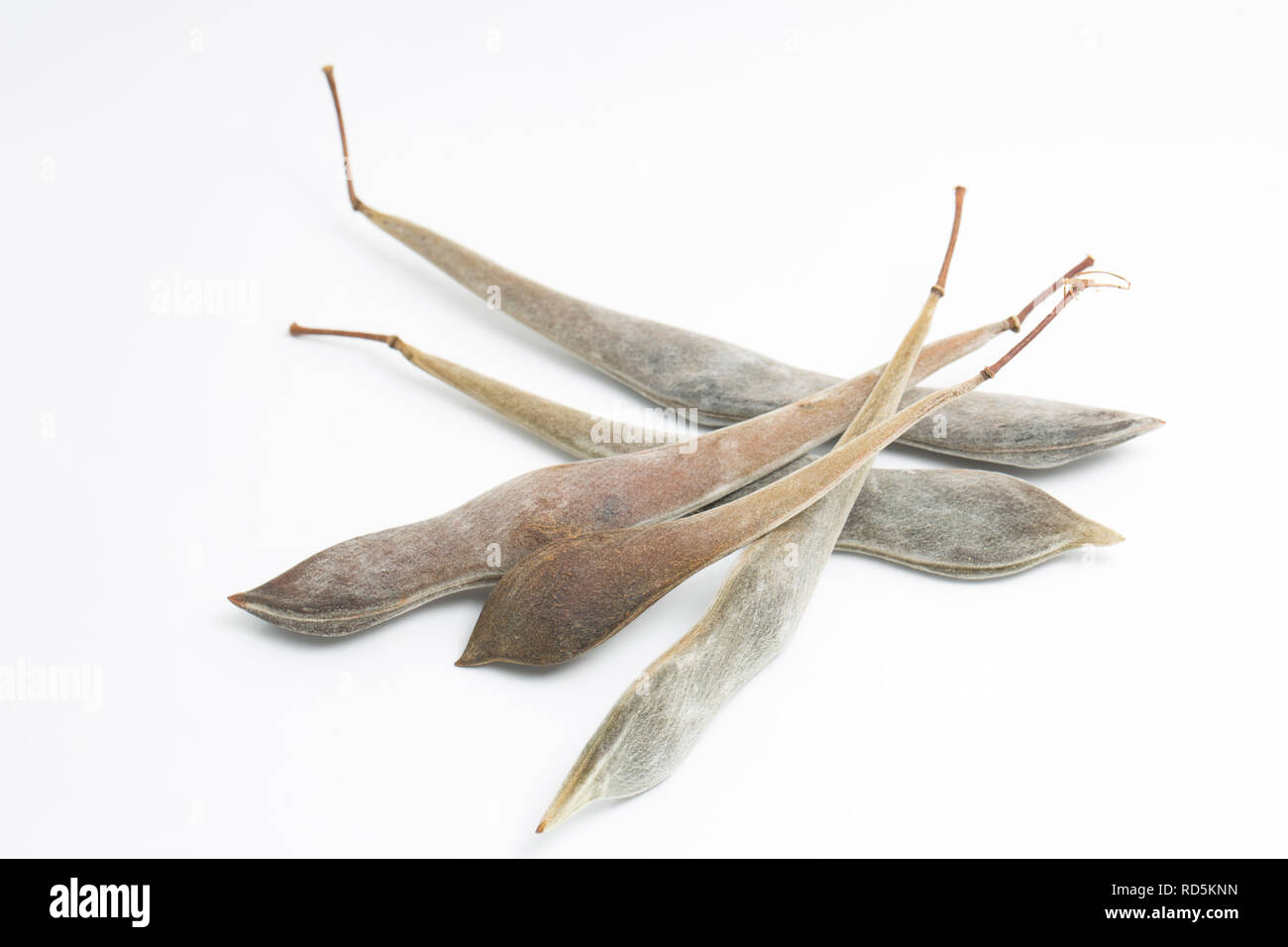 Dry wisteria pods containing the seeds taken from a wisteria plant in north west England UK GB. Photographed on a white background Stock Photo