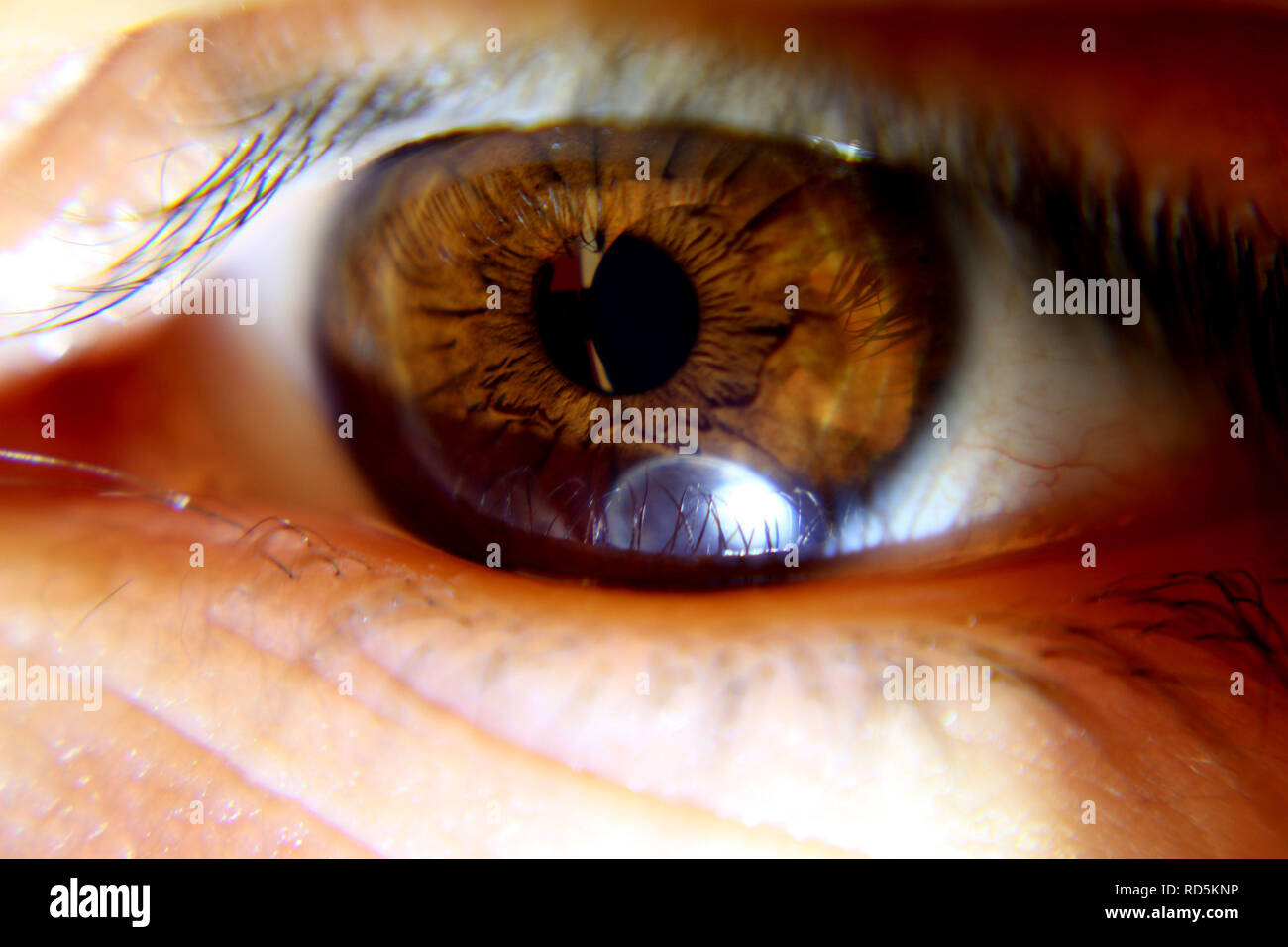 Close-up of a brown eye Stock Photo