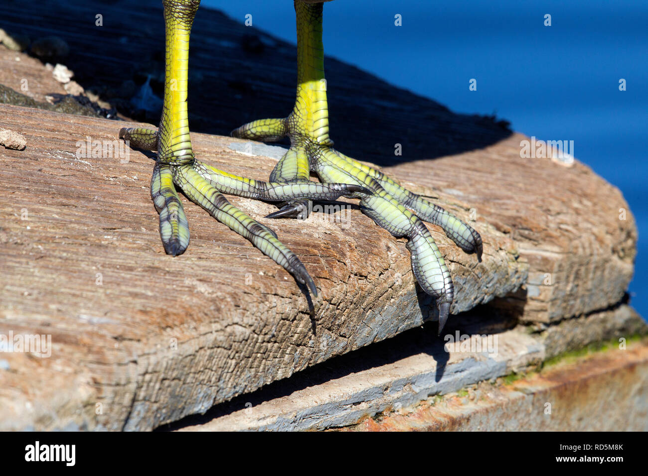 American Coot Closeup of Feet Stock Photo Alamy
