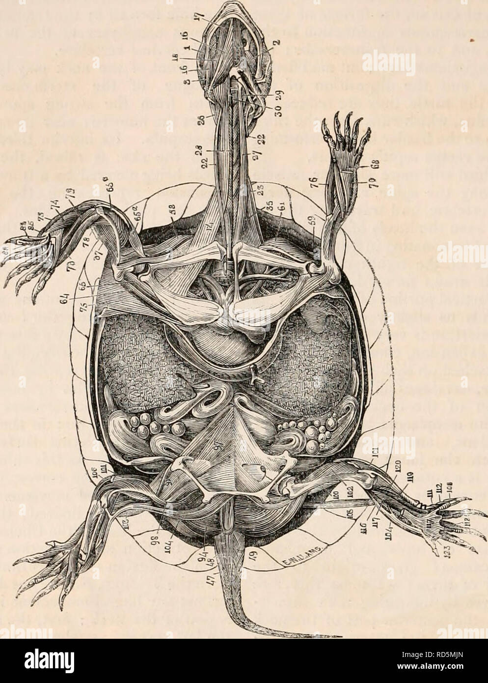 . The cyclopædia of anatomy and physiology. Anatomy; Physiology ...