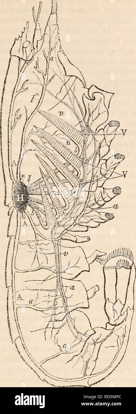 Lobster gills hi-res stock photography and images - Alamy
