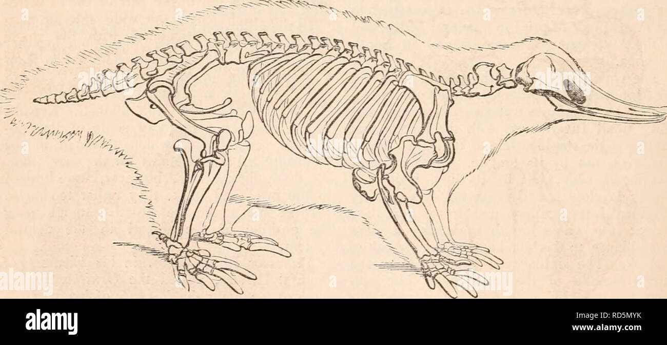 The cyclopædia of anatomy and physiology. Anatomy; Physiology; Zoology. 368  MONOTREMATA. world move strongly towards their remarkable peculiarities and  deviations from the ordinary structure of the Mammalia. In these investiga-  tions