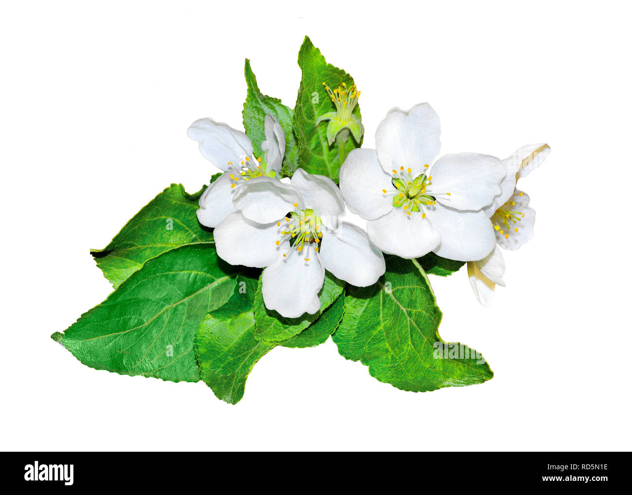 Gentle blooming apple tree branch with fragrant fresh white flowers and green leaves close up, on a white background isolated - element of spring desi Stock Photo