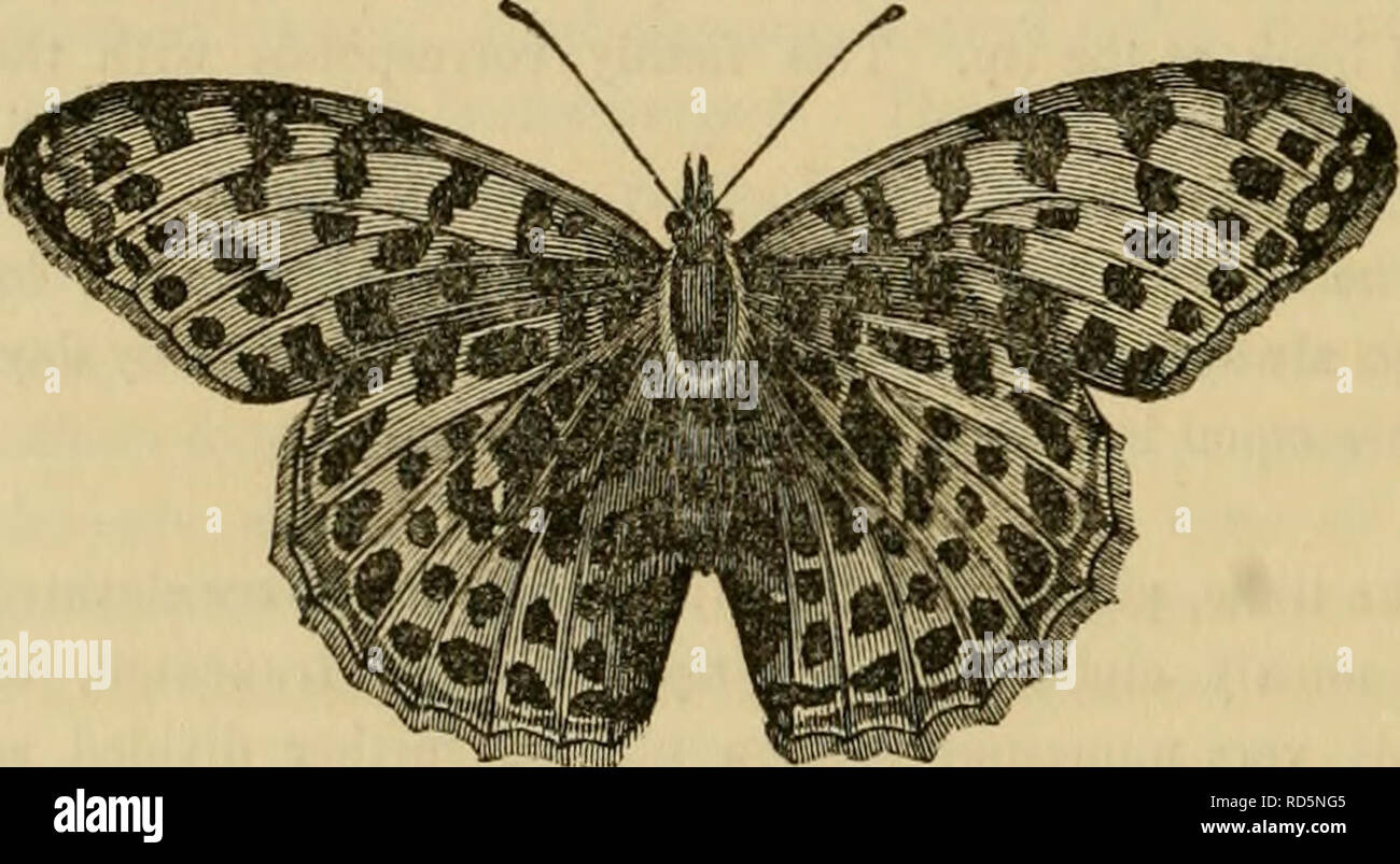 Cuvier S Animal Kingdom Arranged According To Its Organization Animals 606 Insecta In The Following The Lower