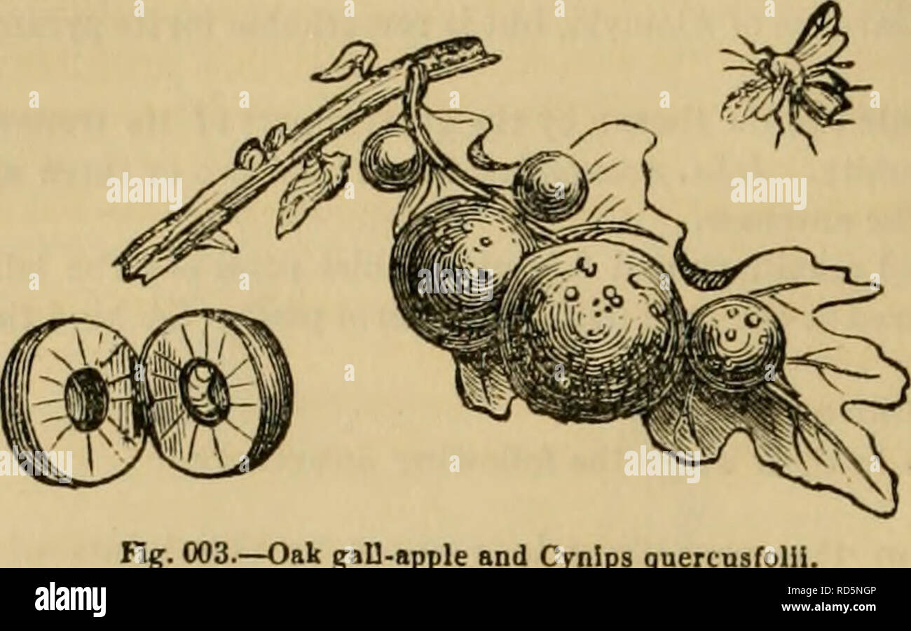 . Cuvier's animal kingdom : arranged according to its organization. Animals. 588 INSECTA.. Fig. 003.—Oak gall-iipple and Cynlps querc made in various vegetables in order to deposit its eggs ; the fluid accumulating in the wounded part of the plant forms excrescences or tumours, which have been termed galls or nut-galls, the latter of which is employed with a solution of green vitriol, or sulphate of iron, in producing a black dye. The form and solidity of these galls vary according to the nature of the parts of the plants which have been attacked, as the leaves, petioles, buds, bark, roots. Ma Stock Photo