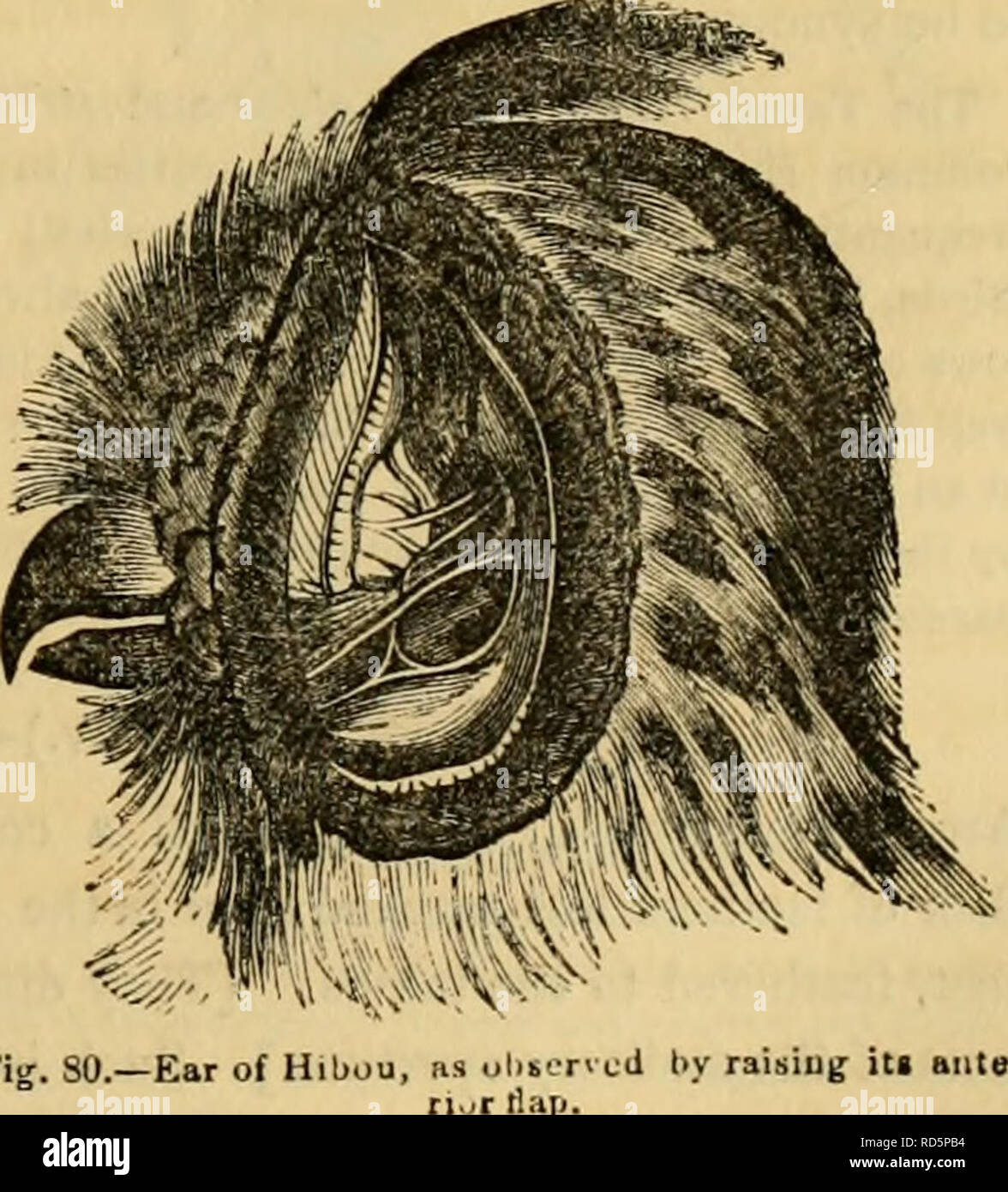 Cuvier's animal kingdom : arranged according to its organization. Animals.  The Owls {Strix, Linn.),— Which may be divided according to their  head-tufts, the size of their ears, the extent of the