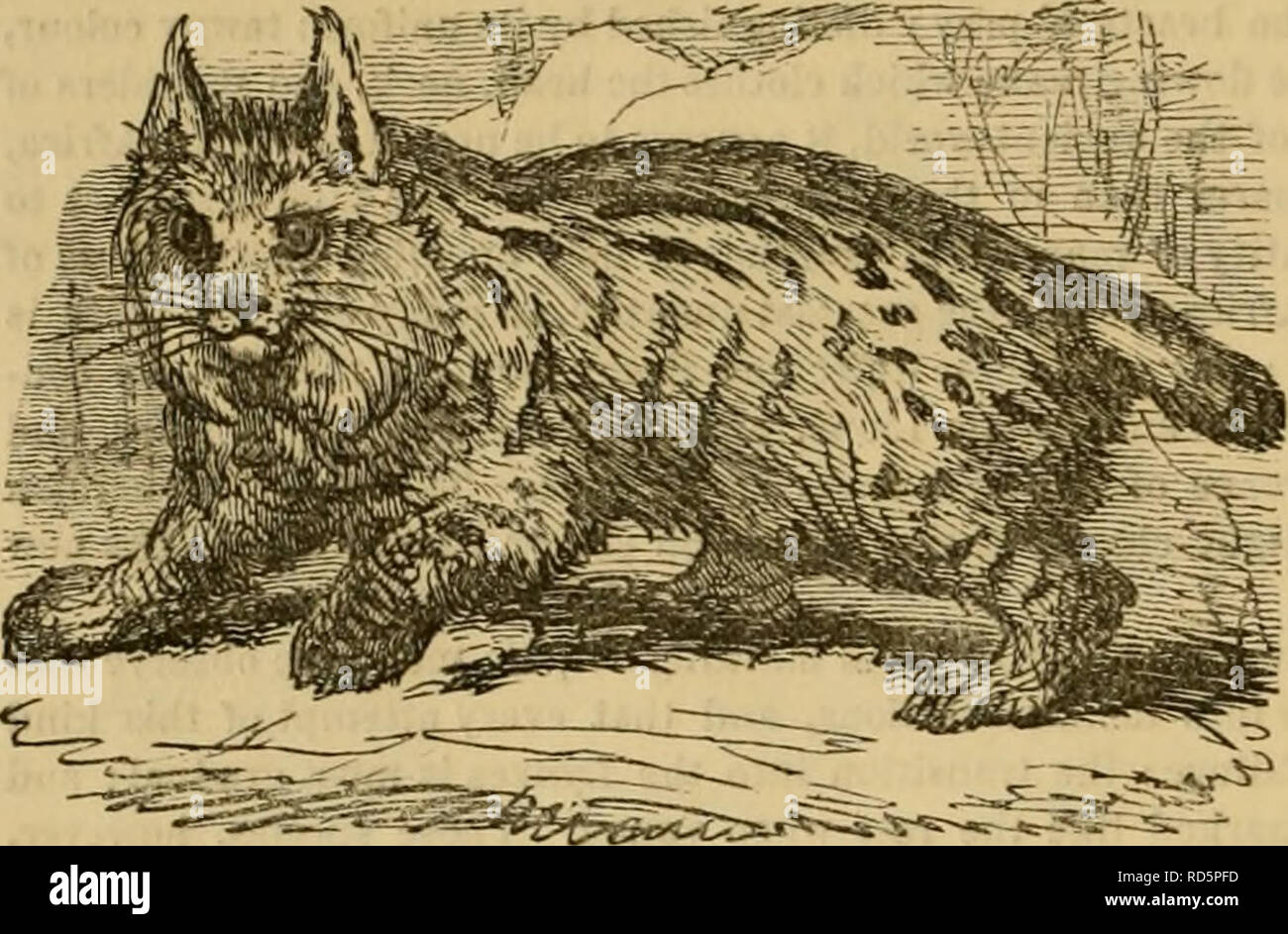 Cuvier S Animal Kingdom Arranged According To Its
