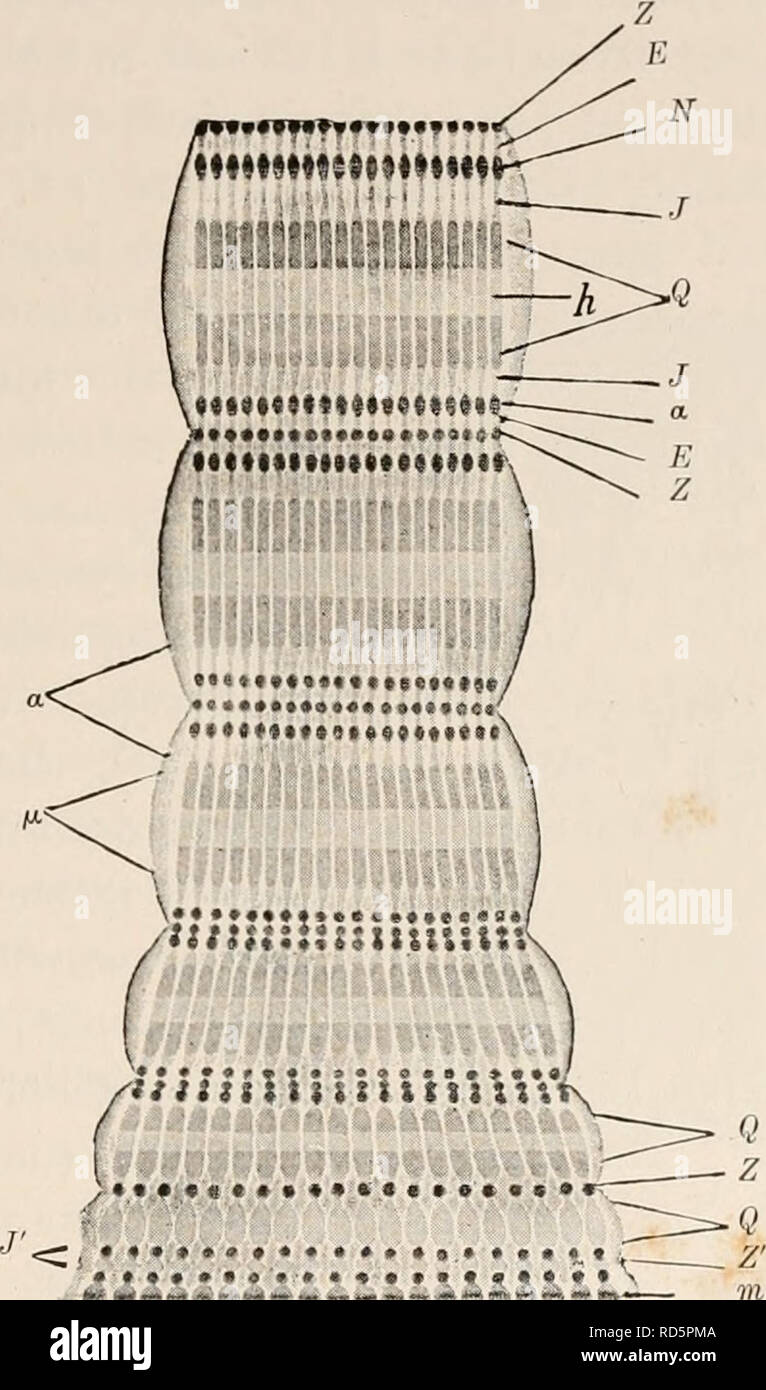 Electro Physiology Electrophysiology Organisation And Structure