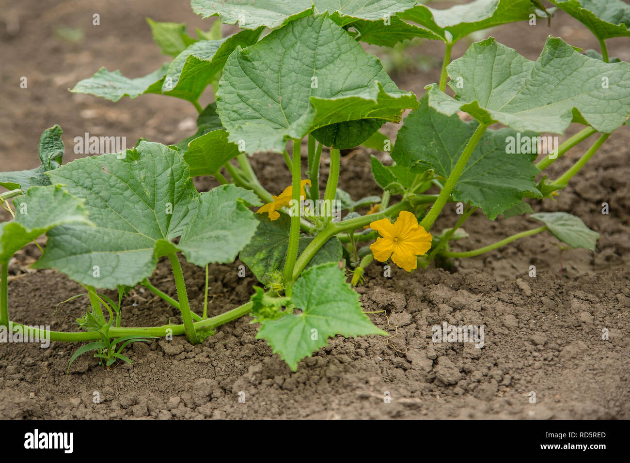 Yellow female flower of cucumber in field plant, growing crops Stock Photo  - Alamy