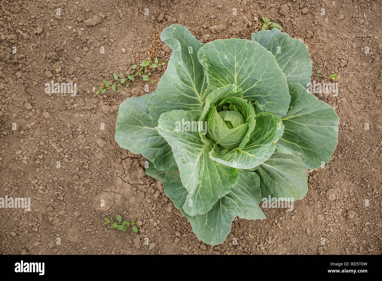 Growing green cabbage in the open field, organic growing vegetables. Stock Photo