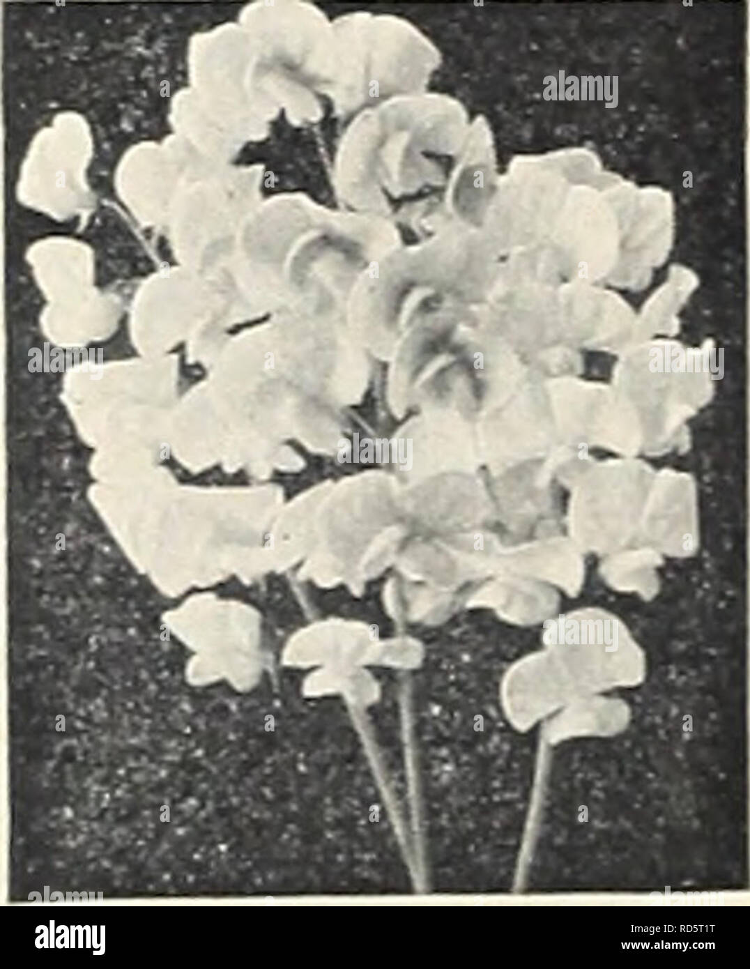 . Currie's garden annual. Flowers Seeds Catalogs; Bulbs (Plants) Seeds Catalogs; Vegetables Seeds Catalogs; Nurseries (Horticulture) Catalogs; Plants, Ornamental Catalogs; Gardening Equipment and supplies Catalogs. mm HELIANTHEMUM (Rock, or Sun Rose) MUTABILE—Low growing, ever- green plants about 12&quot; high, forming broad clumps, quite hid- den by a mass of bloom. Choice mixed varieties. Plants, 25c; seeds, 1/4 01., 40c; Pkt., 10c.. LATHYRUS LATIFOLIUS I Perennial Sweet Pea* A hardy vine, valuable for cov- ering fences, etc. Pink, Crimson, White, Mixed. 1/4 01., 25c; Pkt., 10c. HEUCHERA I A Stock Photo