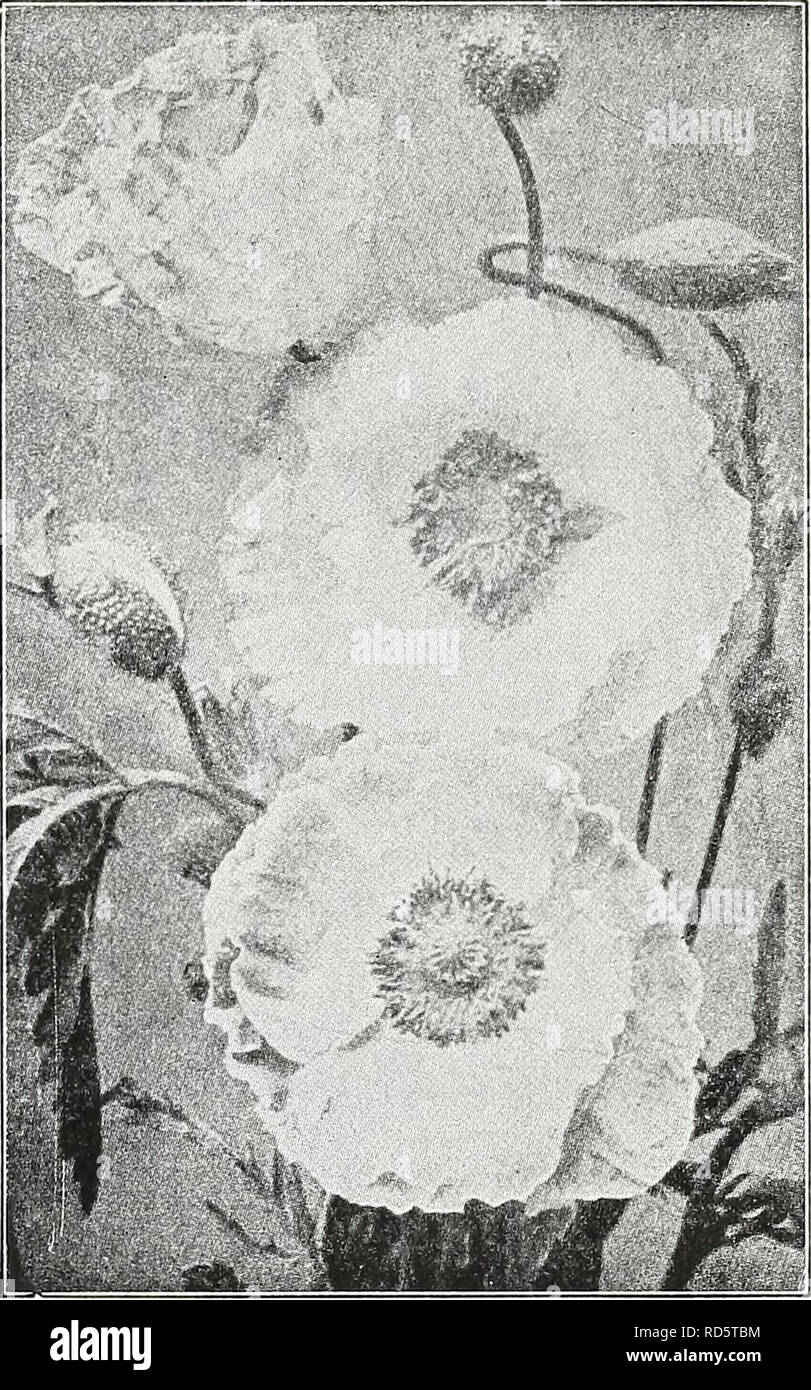 . Currie's garden annual : spring 1936 61st year. Flowers Seeds Catalogs; Bulbs (Plants) Seeds Catalogs; Vegetables Seeds Catalogs; Nurseries (Horticulture) Catalogs; Plants, Ornamental Catalogs; Gardening Equipment and supplies Catalogs. CURRIE BROTHERS CO., MILWAUKEE, WIS Page 37 Currie's Poppies Popular plants of the easiest growth, producing a wealth of brilliant colored flowers throughout the entire season. Sow the seed in the open ground where wanted to flower, as they do not bear transplanting well. NEW DOUBLE SHIRLEY POPPY SWEET BRIAR—One of the most popular colors in Shirley Poppies h Stock Photo
