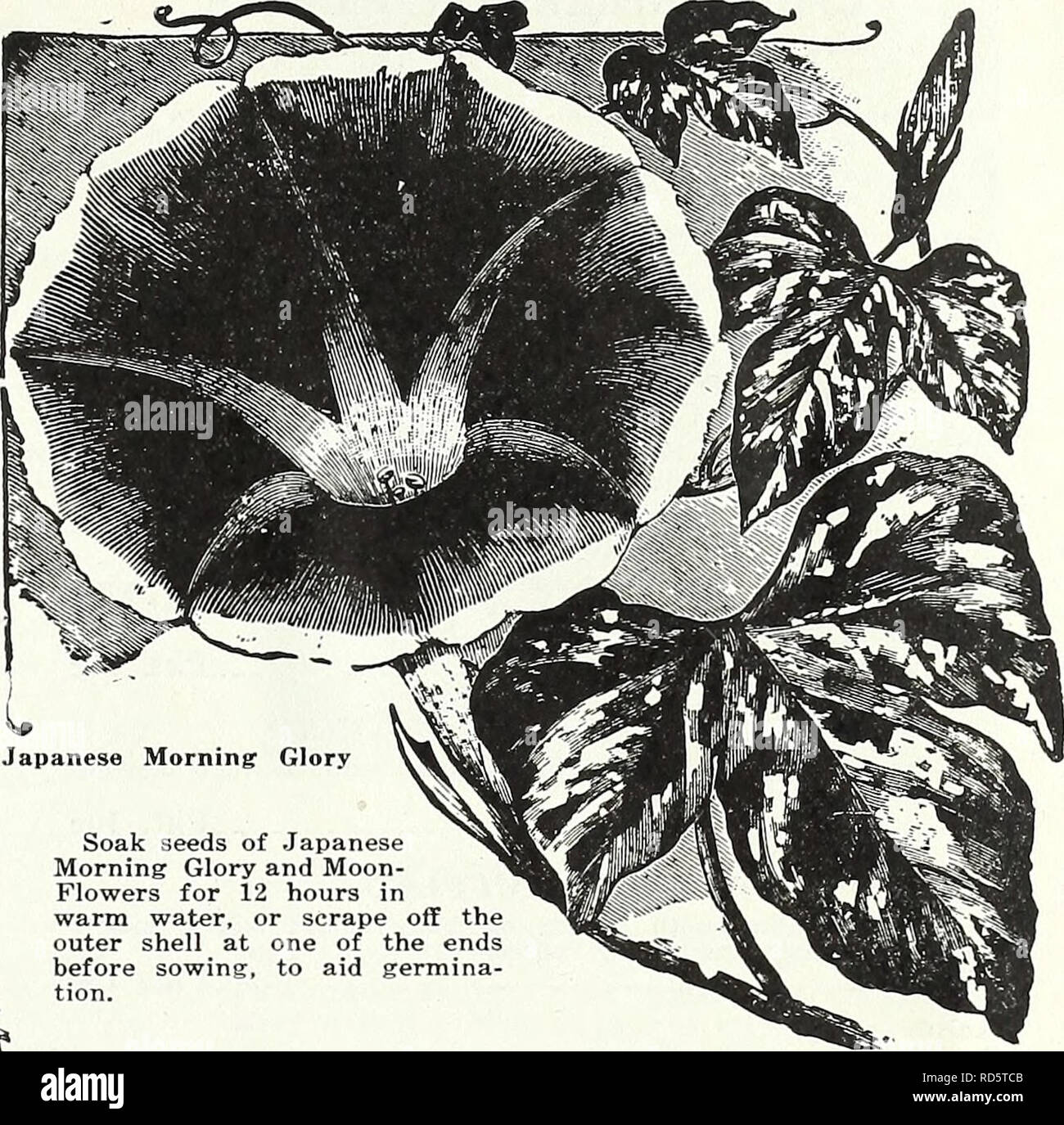 50 Morning Glory Seeds Blue Star Ipomoea Garden Starts Nursery