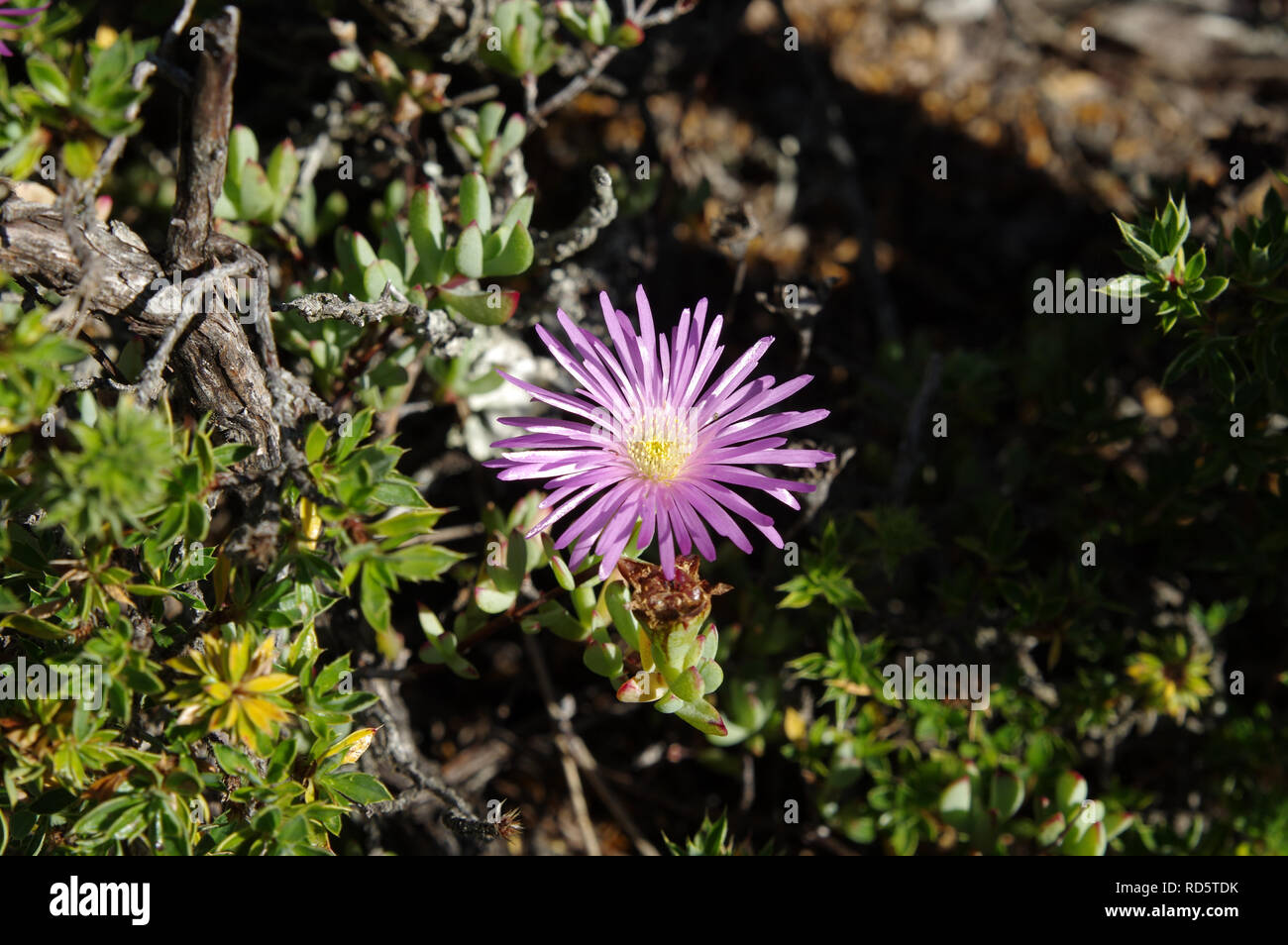 Ice plant (delosperma) flowering on top of Table Mountain in Cape Town, South Africa Stock Photo