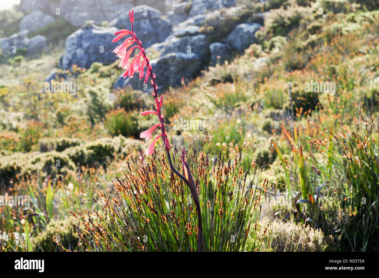 Watsonia Tabularis flowering on top of the Table Mountain in Cape Town, South Africa Stock Photo