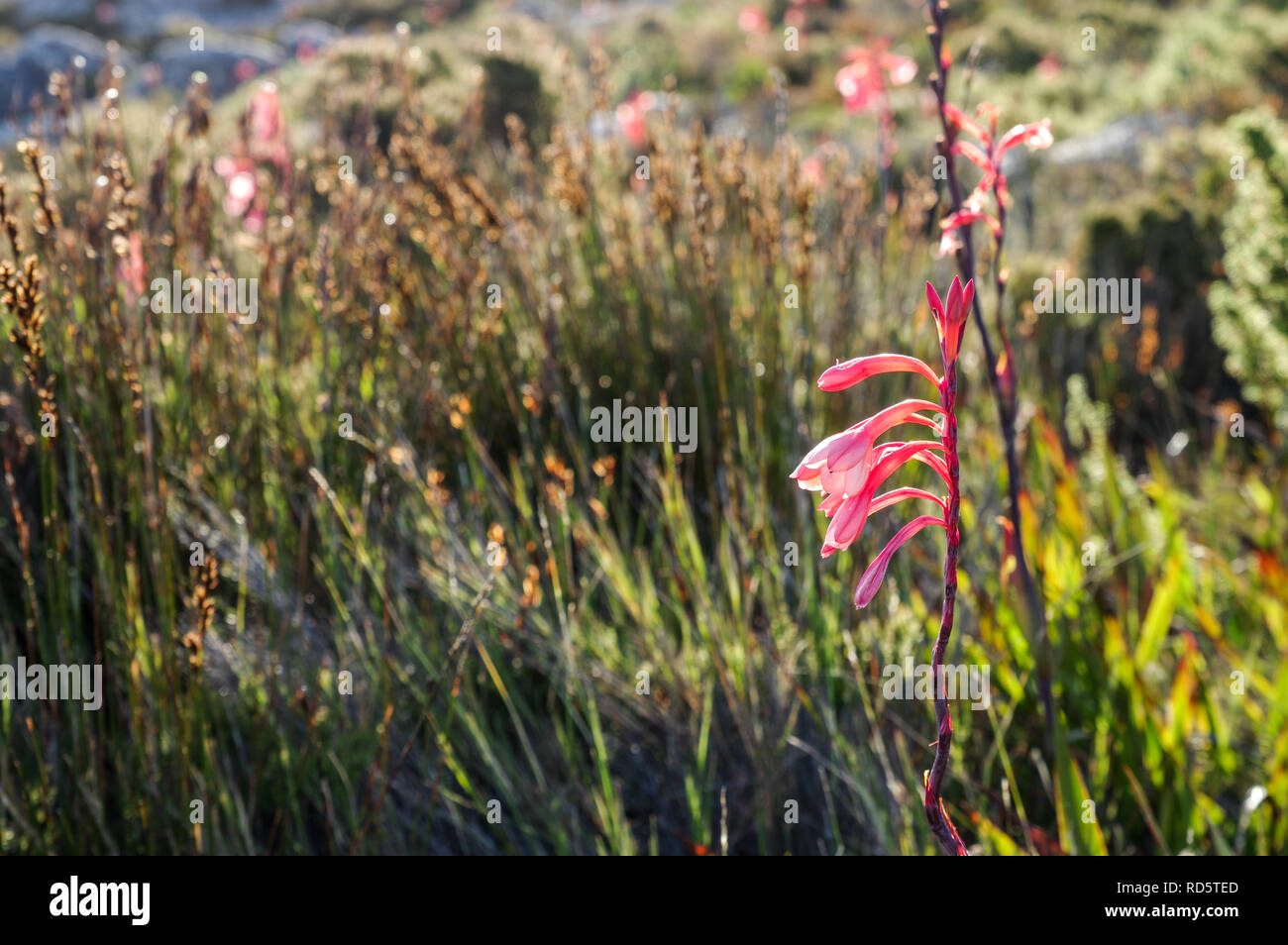 Watsonia Tabularis flowering on top of the Table Mountain in Cape Town, South Africa Stock Photo