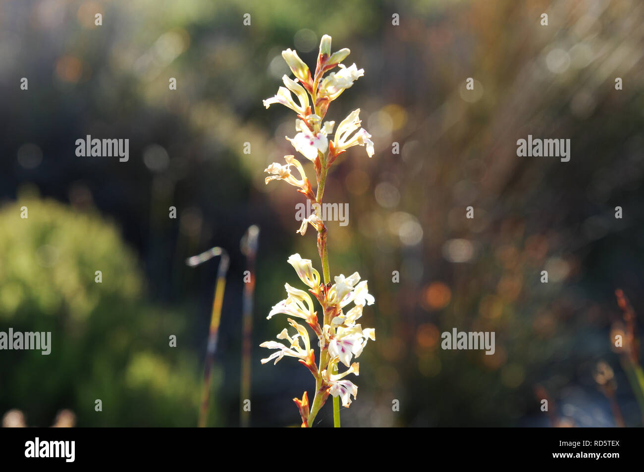 Dainty white iris (Tritoniopsis unguicularis) flowering on top of Table