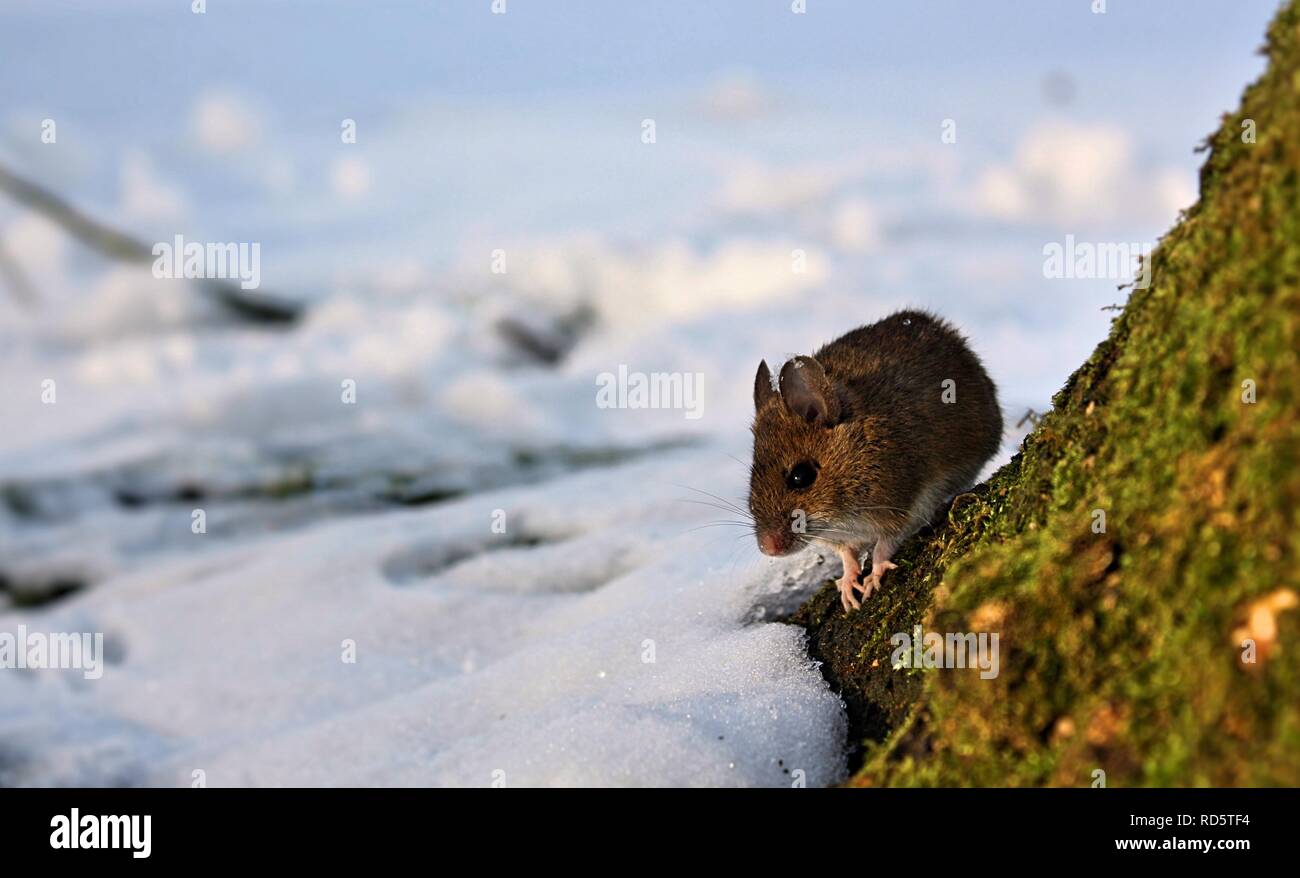 Snow mouse hi-res stock photography and images - Alamy