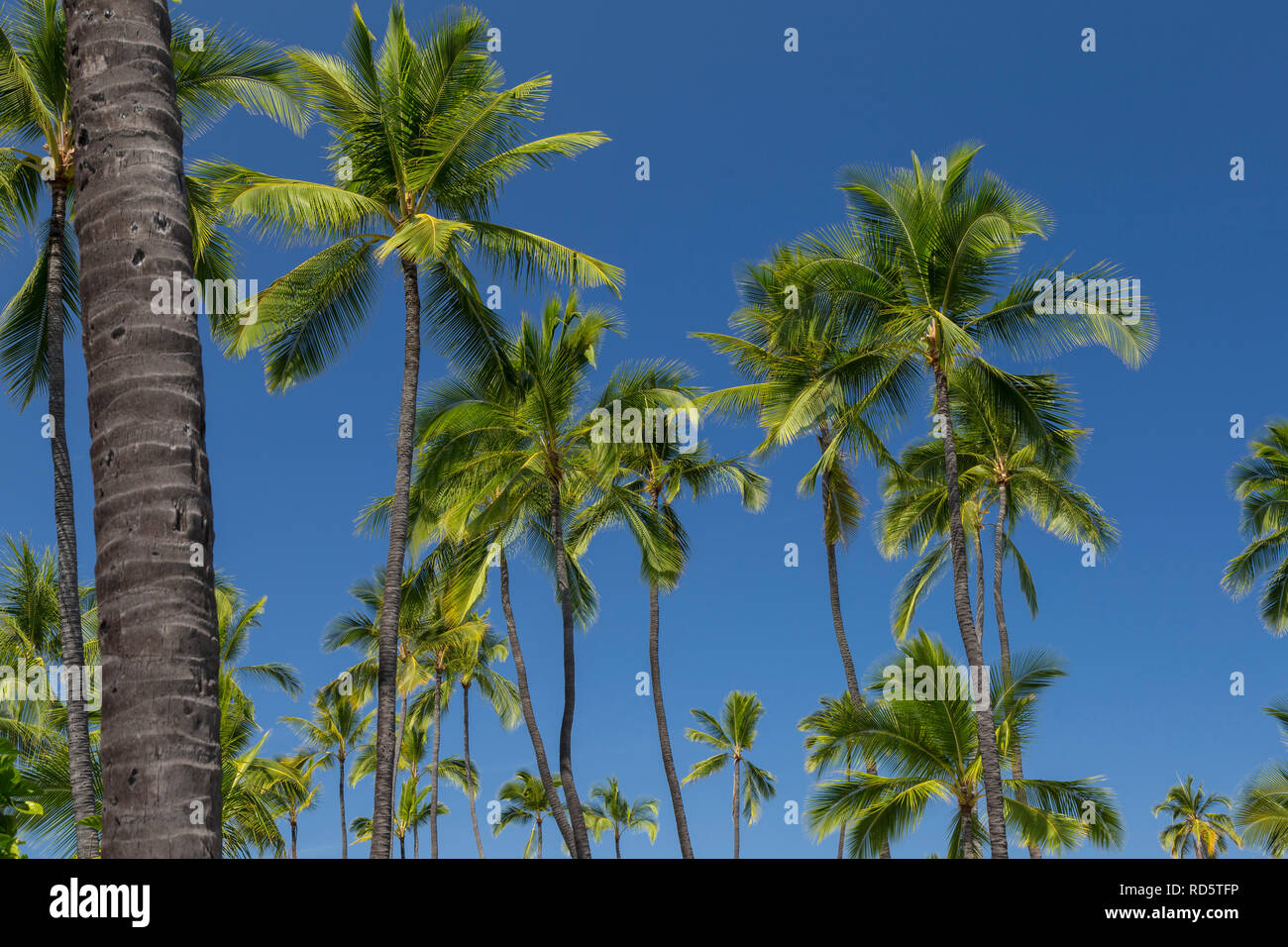 Palm Grove, Big Island of Hawaii Stock Photo