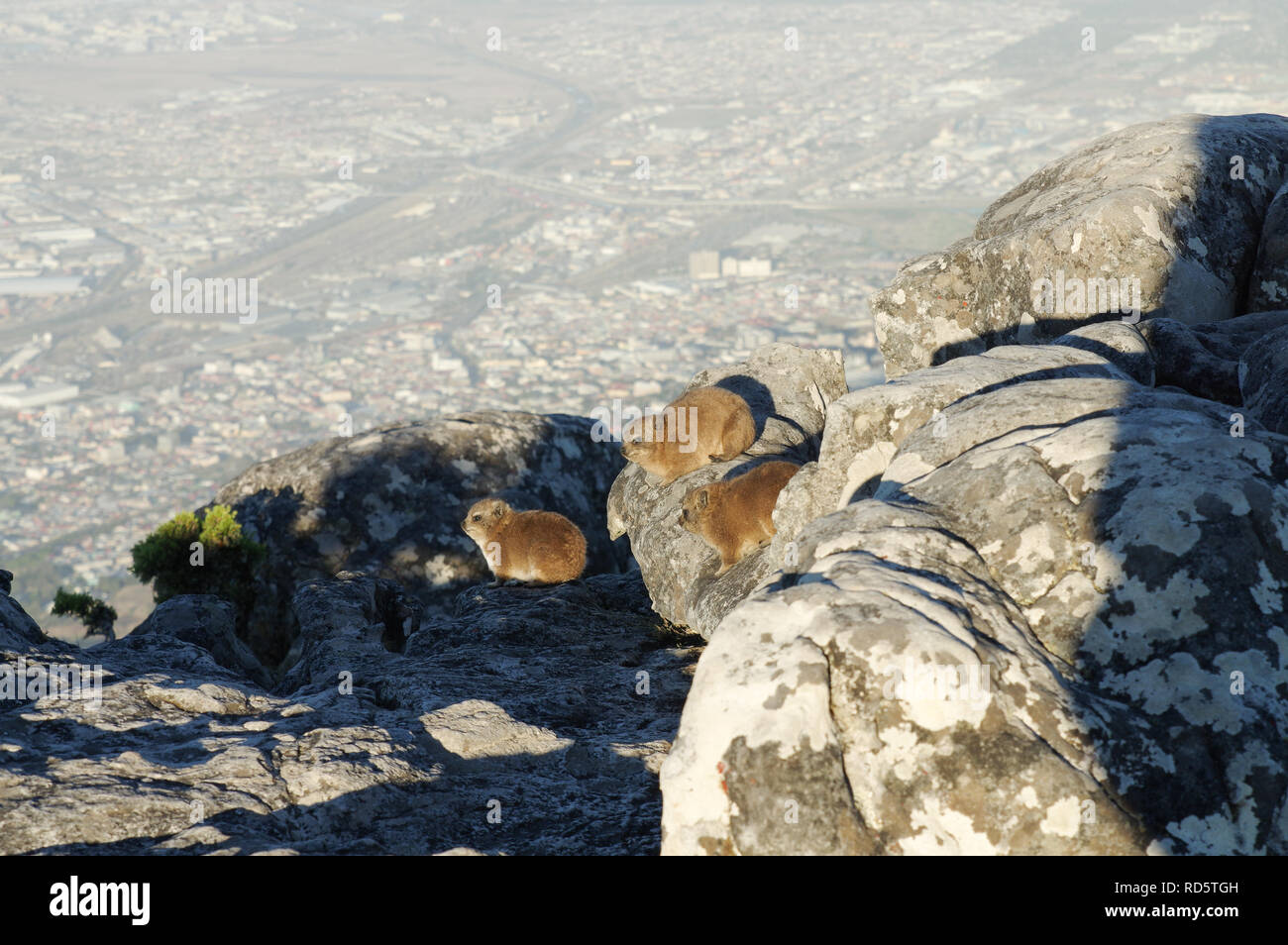 Dassies enjoying city views and the last of the afternoon sun on top of Table Mountain in Cape Town, South Africa Stock Photo
