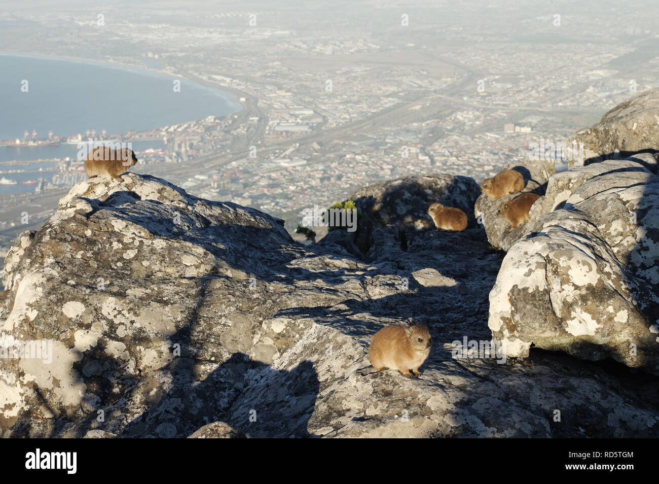 Dassies enjoying city views and the last of the afternoon sun on top of Table Mountain in Cape Town, South Africa Stock Photo