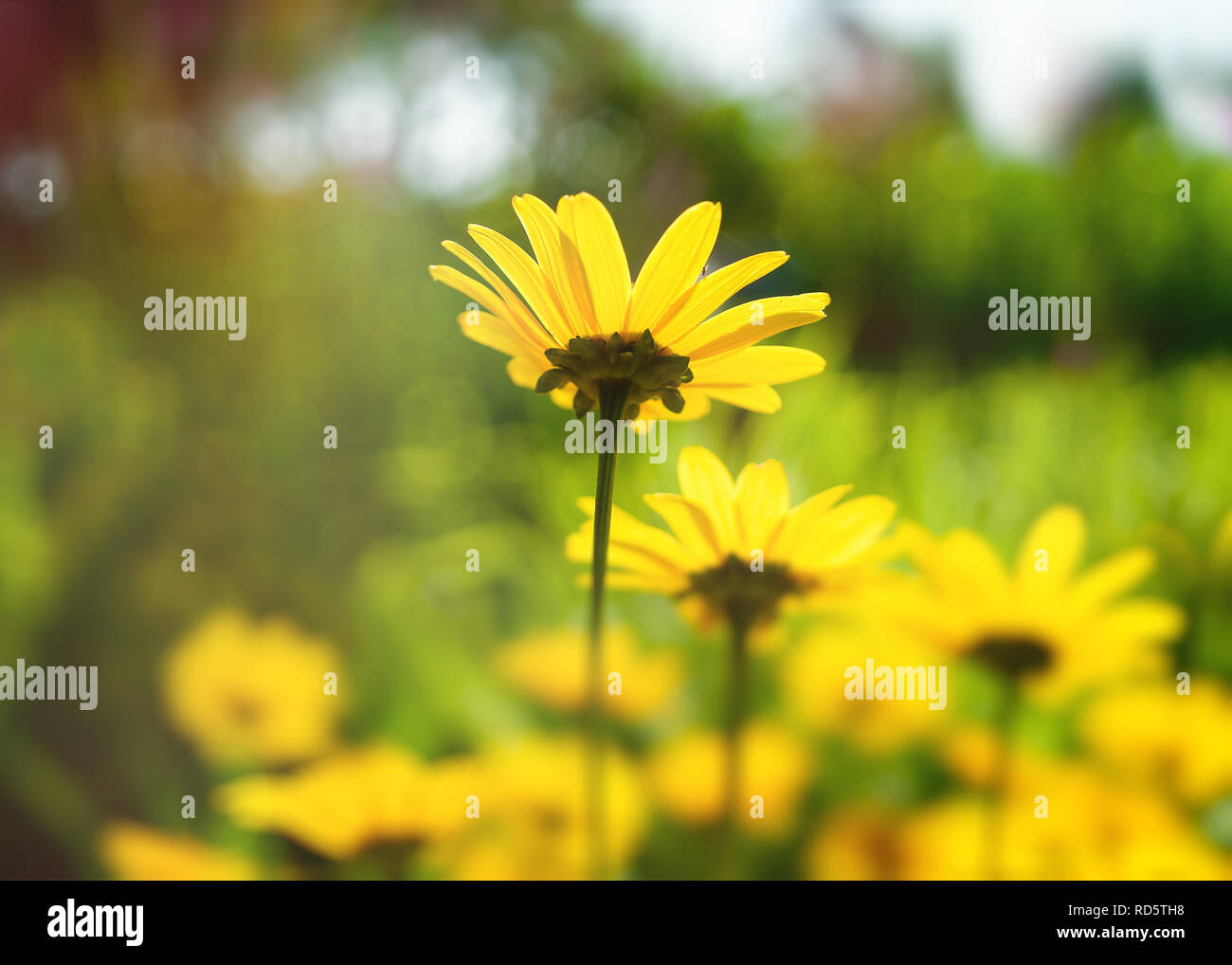 Group of daisy flower in the garden hires stock photography and images