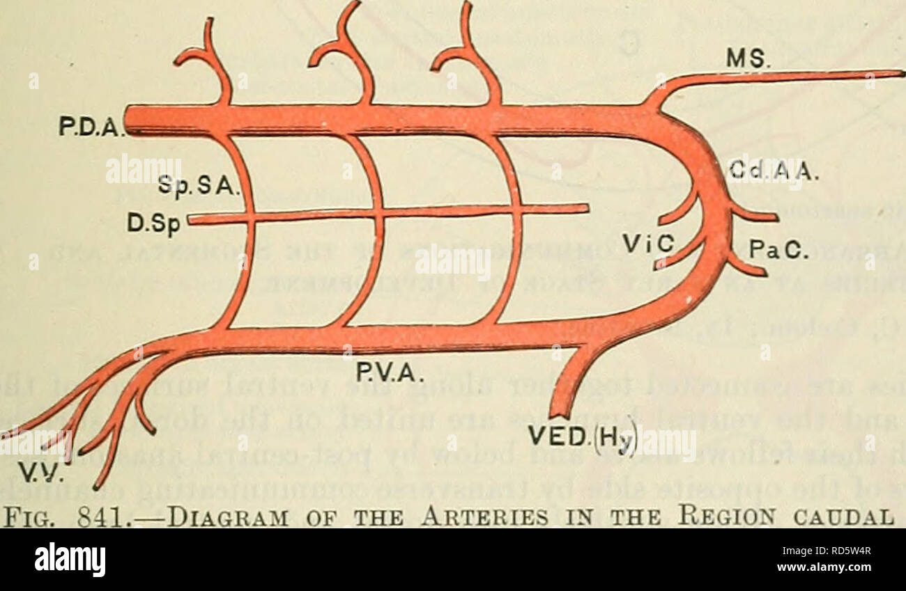 . Cunningham's Text-book of anatomy. Anatomy. THE SEGMENTAL ARTERIES AND THEIR ANAS- TOMOSES. Fig. 840.—Diagram of the Cephalic Aortic Arches, and of the Segmental and Intersegmental Arteries in the Region in front of the Umbilicus. Post-costal anastomosis. Post-transverse anastomosis. Pre-costal anastomosis. Primitive ventral aorta. 1, 2, 3, 4, 5, 6, 7, 8. Somatic intersegmental arteries. Splanchnic arteries. Ventral division of a somatic intersegmental artery. Branch to ventral enteric diver- ticulum. Vitelline vessels. Ventral somatic anastomosis. Ventral splanchnic anastomosis. C.A.A. I, I Stock Photo