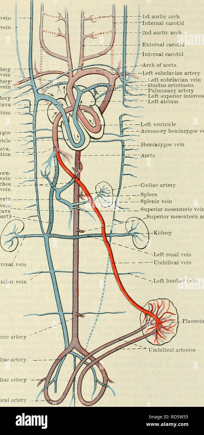. Cunningham's Textbook of anatomy. Anatomy. DEVELOPMENT OF THE VEINS