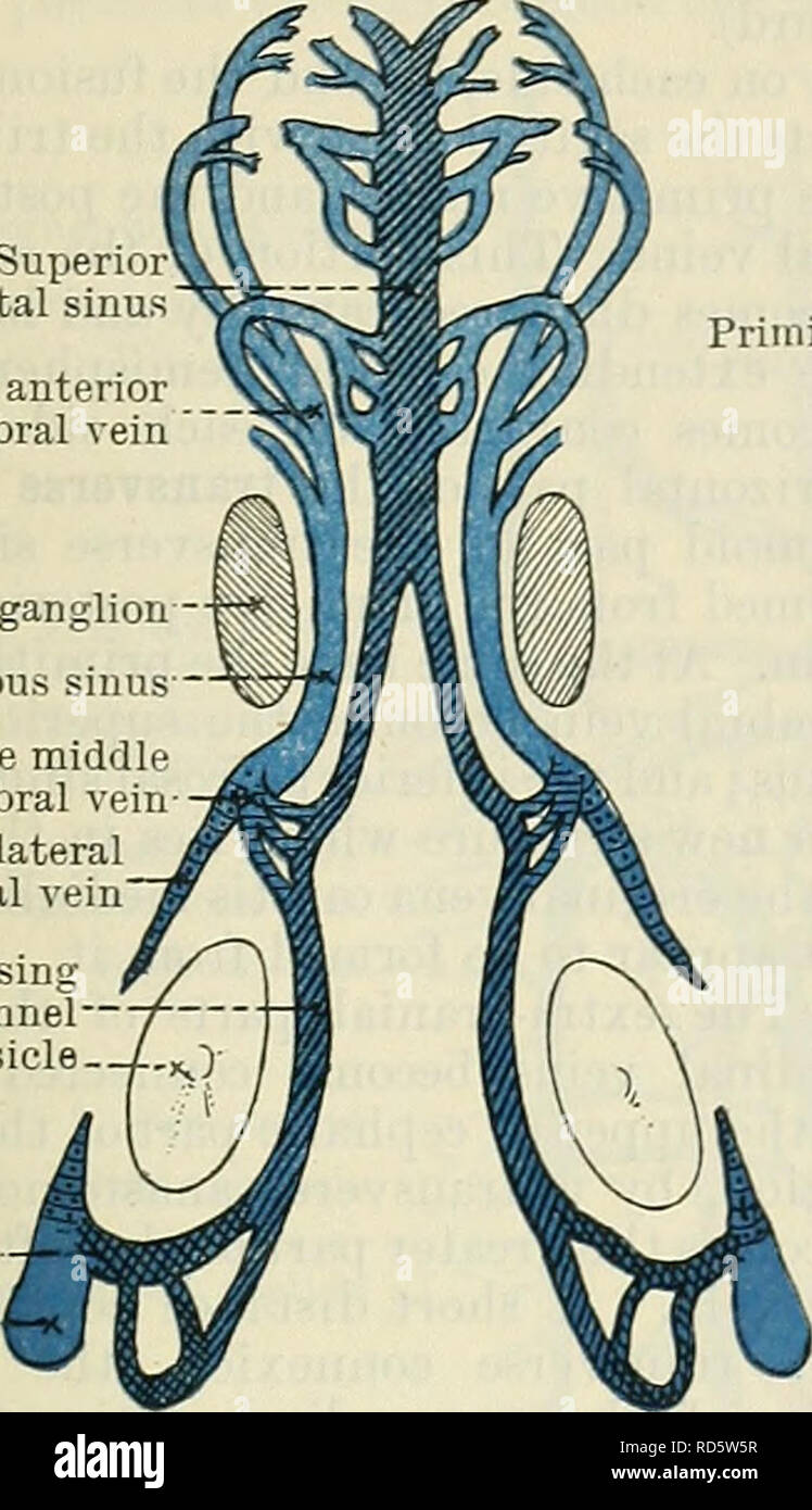 Nut für Sinus sagittalis superior