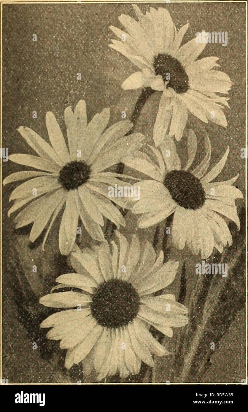 . Currie's farm and garden annual : spring 1925 50th year. Flowers Seeds Catalogs; Bulbs (Plants) Seeds Catalogs; Vegetables Seeds Catalogs; Nurseries (Horticulture) Catalogs; Plants, Ornamental Catalogs; Gardening Equipment and supplies Catalogs. LIST OF TESTED FLOWER SEEDS FOR 1925. 49 •CHRYSANTHEMUMS This magnificent class of summer blooming' annuals should be in every flower garden. The single ones are particularly handsome, many of them producing tricolor flowers of great brilliancy in color- ing. The Double Perennial sorts should be sown early in the spring for flowering the same fall. S Stock Photo