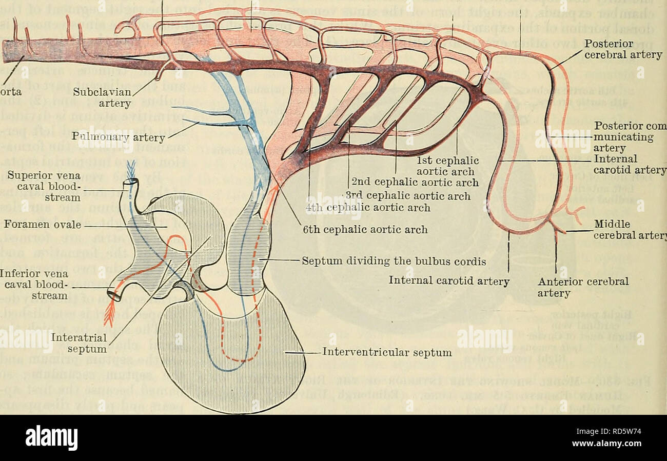 . Cunningham's Text-book of anatomy. Anatomy. Wall of right atrium Septum primum fusing with inferior atrio- ventricular cushion Septum primum Left venous valve Right - venous valve Inferior atrio- ventricular cushion Bight posterior cardinal veins opened Right duct of Cuvier opening into right horn of sinus venosus 7th intersegmental artery Dorsal aorta Vertebral artery Basilar artery Posterior cerebral artery. Middle cerebral artery Anterior cerebral artery Pig. 832.—Development of the Heart and the Main Arteries. Diagram of the heart, showing the formation of its septa, and of the cephalic  Stock Photo