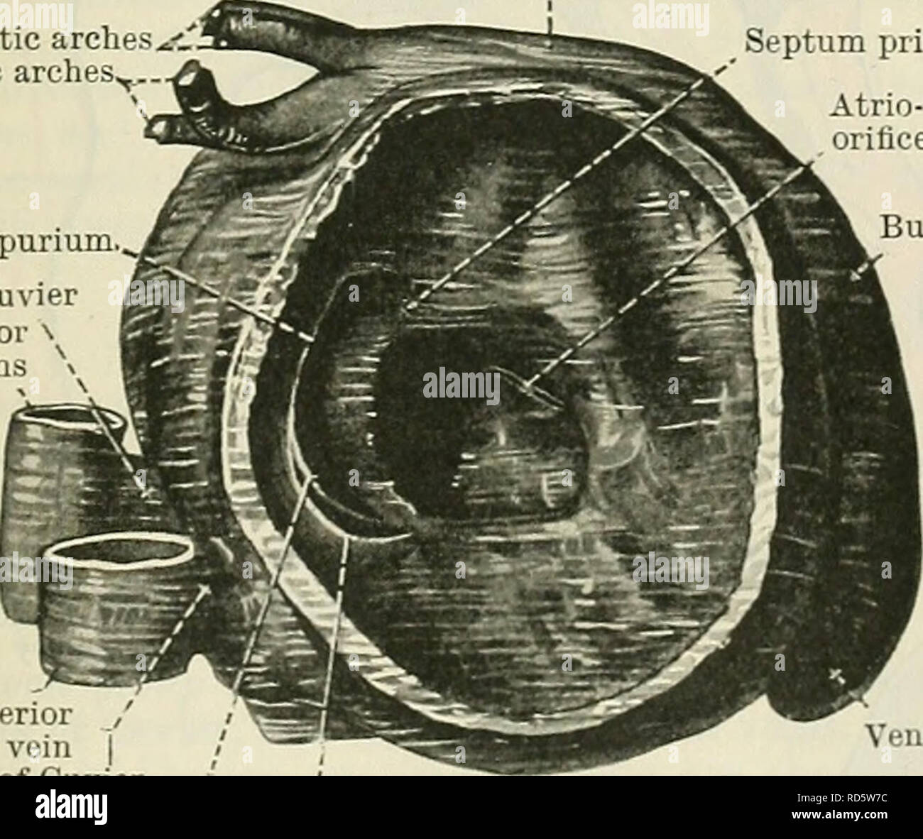 . Cunningham's Text-book of anatomy. Anatomy. Fig. 829. Interventricular sulcus -Section of the Heart of a Human Embryo. (Edinburgh University collection.) 6th aortic arches^1. 4th aortic arches, Septum spurium Left duct of Cuvier Left anterior  cardinal veins  Septum primum Atrio-ventricular orifice Bulbus cordis of the truncus arteriosus and the adjacent part of the bulbus cordis; and (2) the primitive atrium is divided into the right and left per- manent atria by the forma- tion of two interatrial septa. By the ventral growth of the right and left margins of the atrium the auricles of the Stock Photo