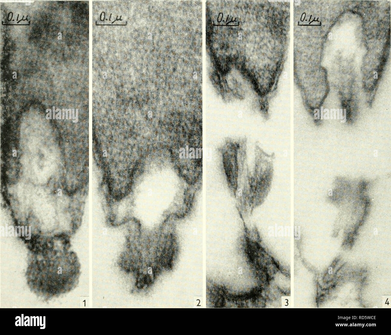 . Electron microscopy; proceedings of the Stockholm Conference ...