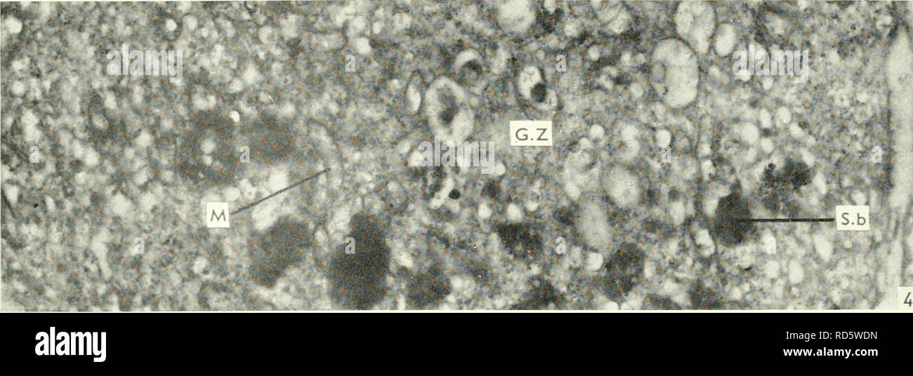 . Electron microscopy; proceedings of the Stockholm Conference, September, 1956. Electron microscopy. 146 D. LACY. Fig. 4. Electron miciograpli of a small part of the highly differentiated Golgi zone of a neurone. The line A-B in fig. 1 passes throughasimilar region. Magnification 21,000. of the cell body lying next to the nucleus. In larger neurones they extend from the nucleus (which is excentrically placed) into much of the cell body. Additional details of the structure of the Golgi filaments are revealed when cells are treated by Kolatchev&quot;s method and examined by electron mi- croscop Stock Photo