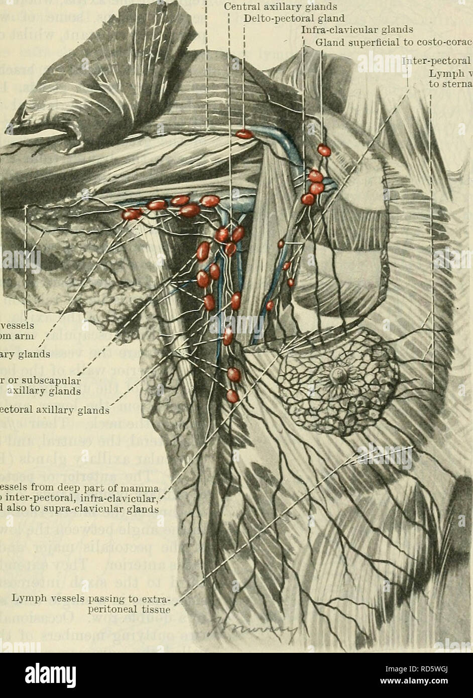 Medial Epicondyle Stock Photos & Medial Epicondyle Stock Images - Alamy