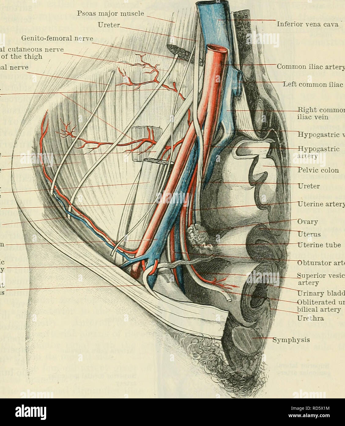 Cunningham's Text-book of anatomy. Anatomy. THE EXTEEXAL ILIAC