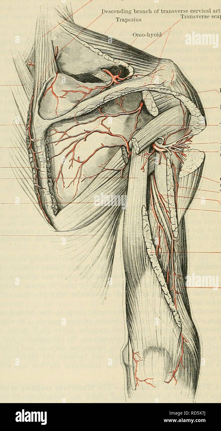 Page 2 Posterior Deltoid High Resolution Stock Photography And Images Alamy