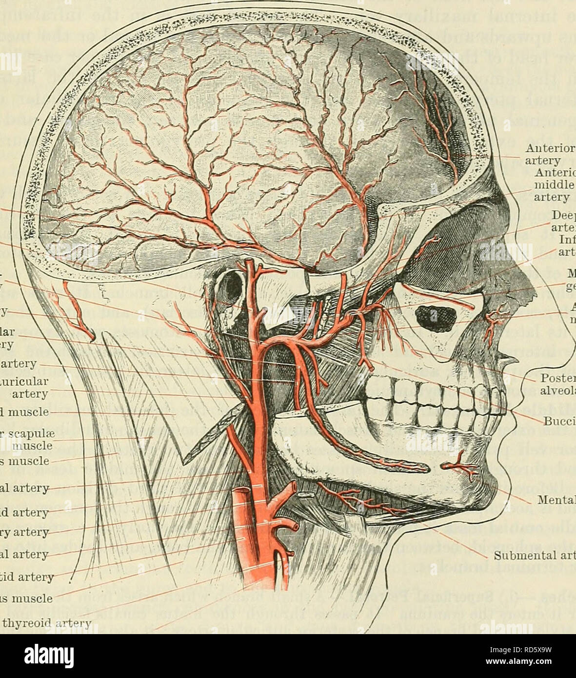 Mandibular nerve hi-res stock photography and images - Alamy