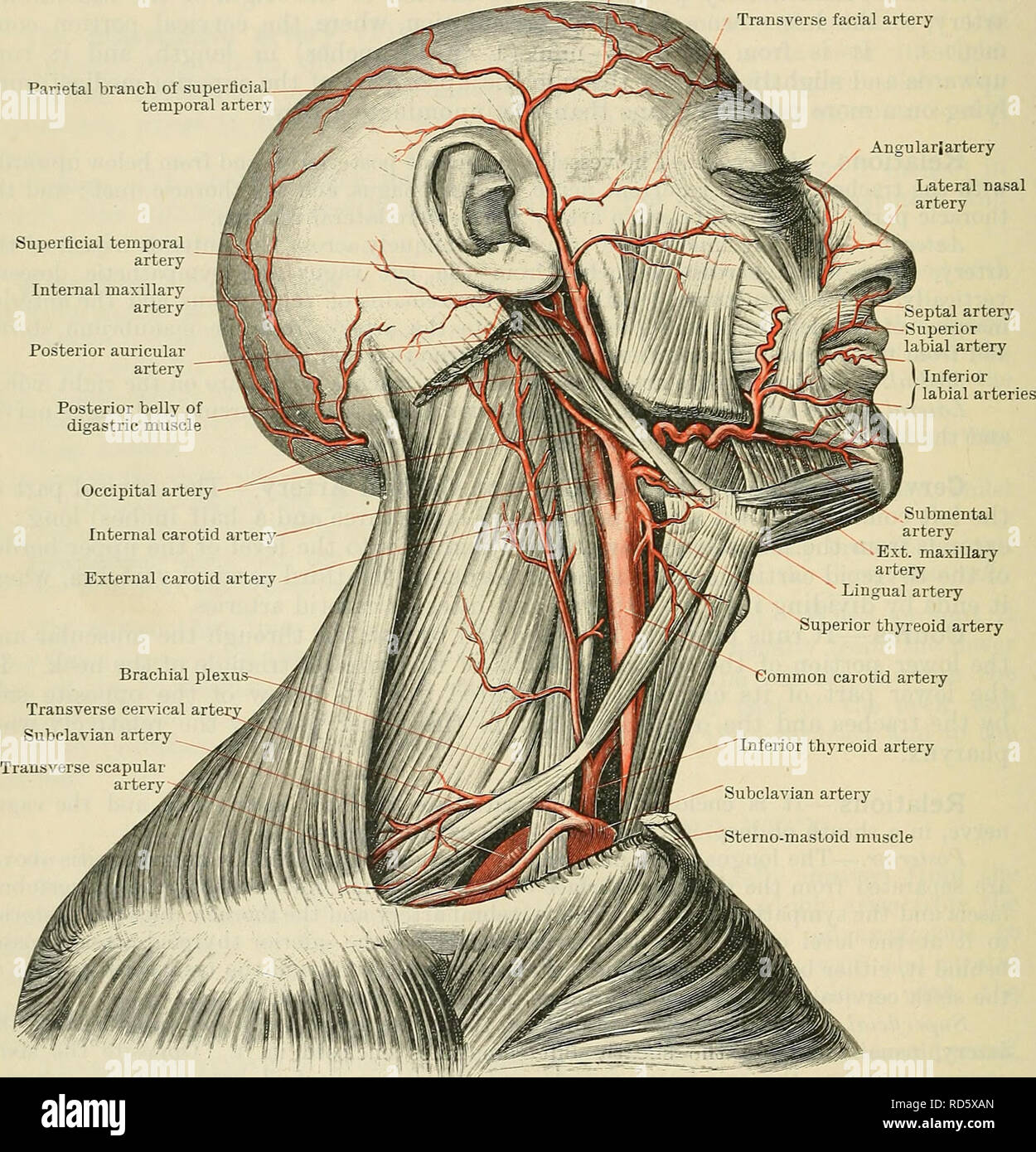 Internal Jugular Vein Stock Photos Internal Jugular Vein