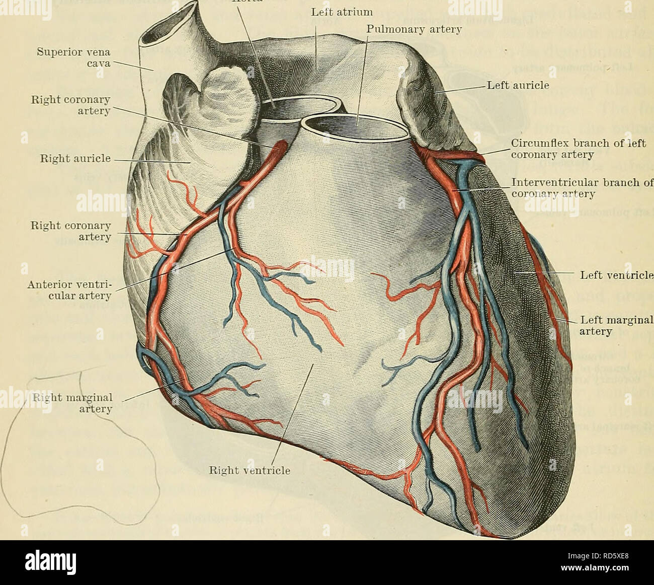 Cunningham S Text Book Of Anatomy Anatomy 872 The Vascular System The Base Is Limited Below By The Inferior Part Of The Coronary Sulcus In Which The Coronary Sinus Lies Its Upper Border Cunningham S Text Book Of Anatomy Anatomy 872 The Vascular System The Base Is Limited Below By The Inferior Part Of The Coronary Sulcus In Which The Coronary Sinus Lies Its Upper Border