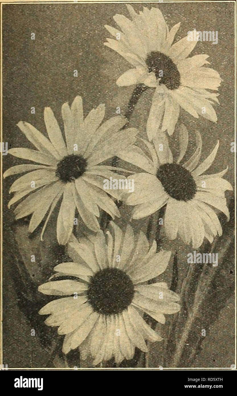 . Currie's farm and garden annual : spring 1923 48th year. Flowers Seeds Catalogs; Bulbs (Plants) Seeds Catalogs; Vegetables Seeds Catalogs; Nurseries (Horticulture) Catalogs; Plants, Ornamental Catalogs; Gardening Equipment and supplies Catalogs. LIST OF CHOICE FLOWER SEEDS FOR 1923. 66 CHRYSANTHEMUMS. This magnificent class of summer blooming annuals should be in every flower garden. The single ones are particularly handsome, many of them producing tricolor flowers of great brilliancy in color- ing. The Double Perennial sorts should be sown early in the spring for flowering the same fall. si Stock Photo