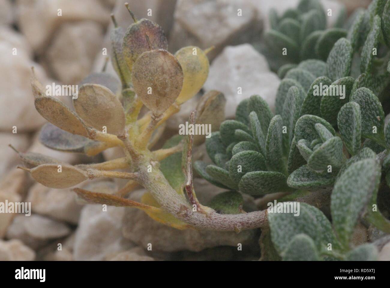 Alyssum ovirense (Obir-Steinkraut) Stock Photo