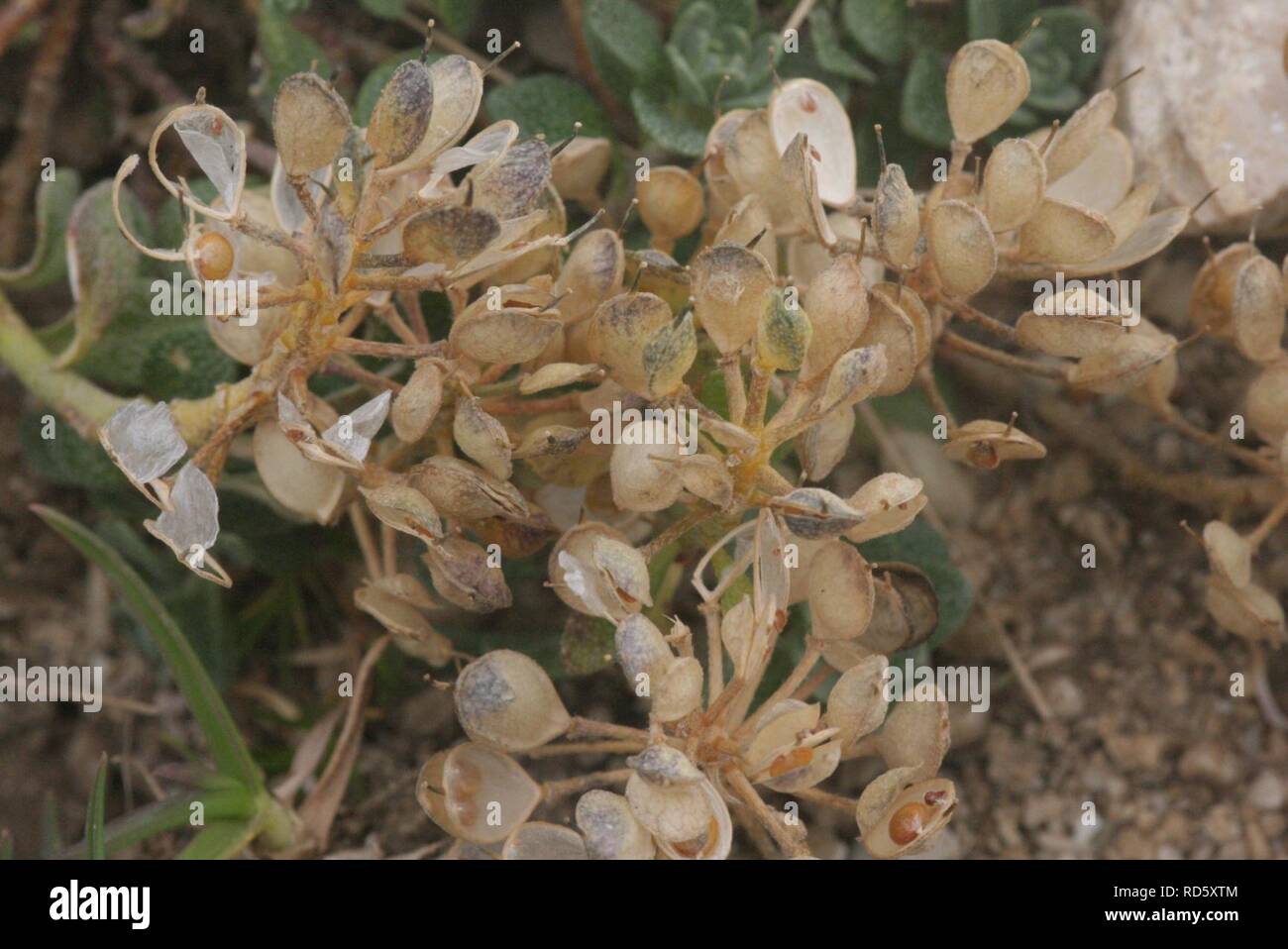 Alyssum ovirense (Obir-Steinkraut) Stock Photo